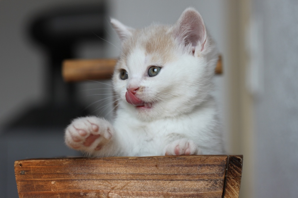 Britisch Kurzhaar Kitten In Creme Weiß British Kurzhaar