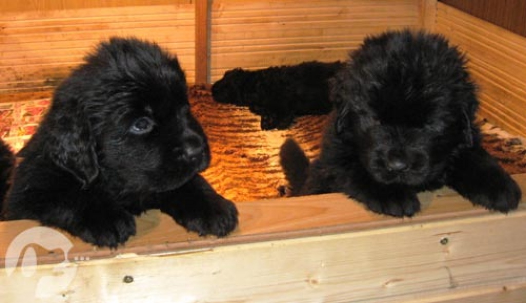 neufundl�nder dringend abzugeben