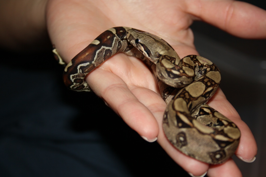 yellow boa constrictor baby