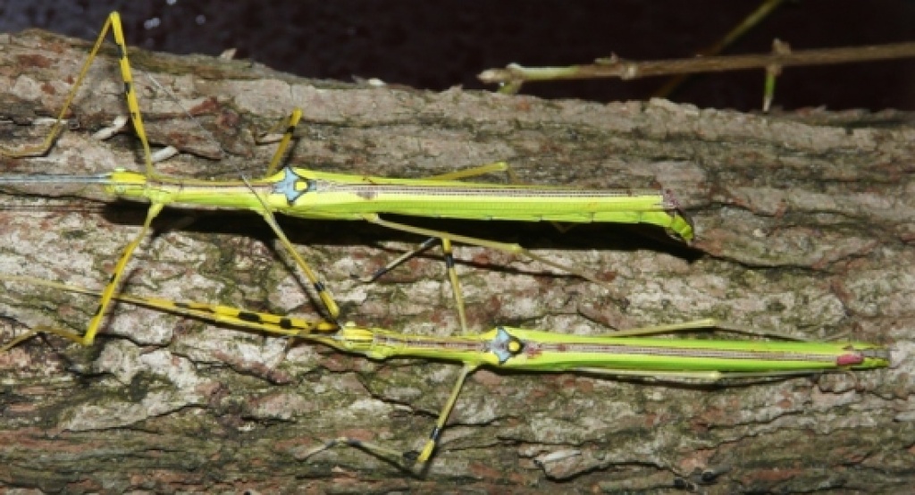 Tieranzeigen Gespenstschrecken Kleinanzeigen