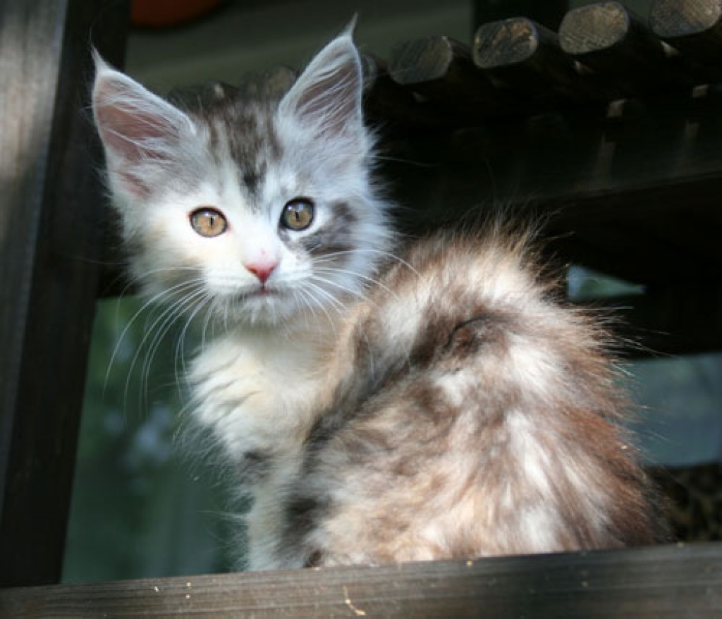 Katzen Rassekatzen Tieranzeigen Seite 83