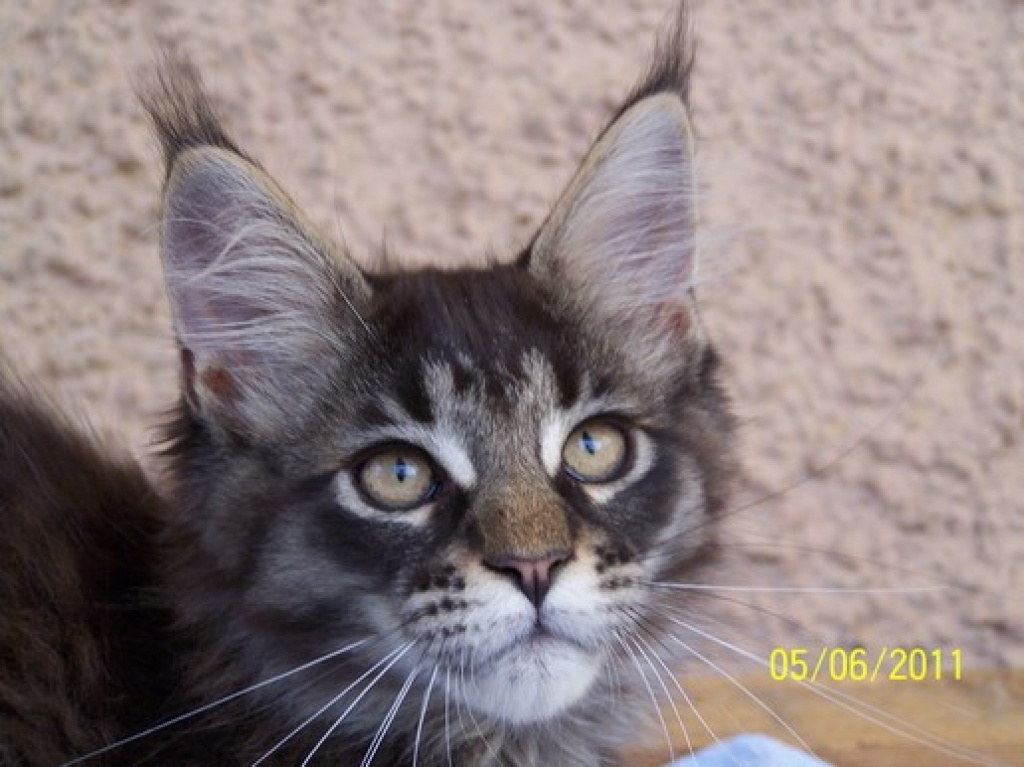 Typvoller Maine Coon Kater In Xxl Maine Coon