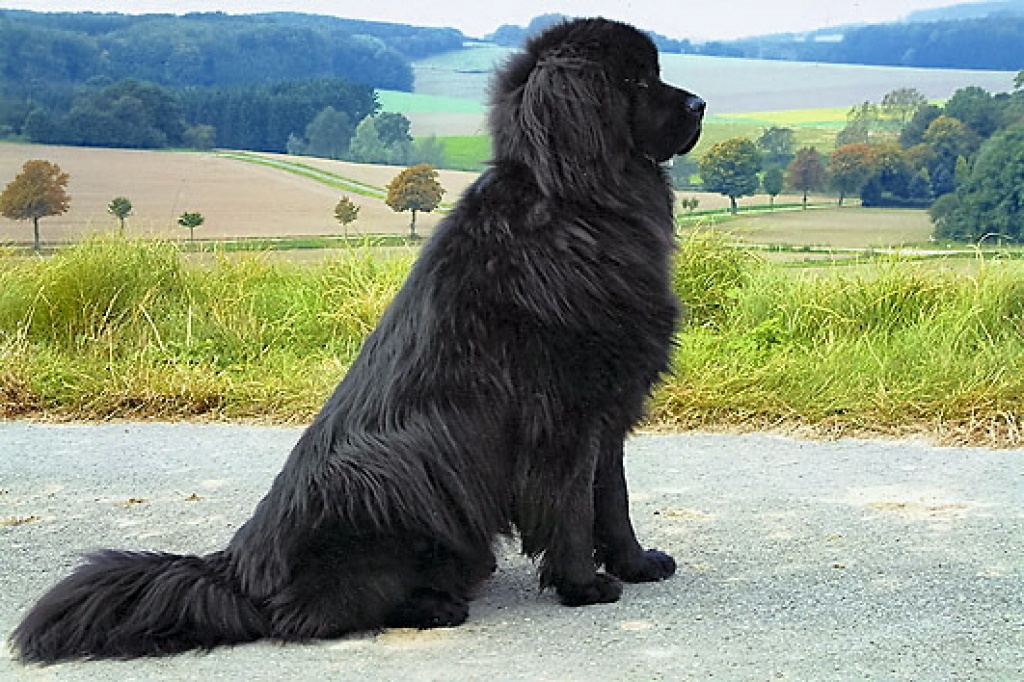 neufundl�nder dringend abzugeben