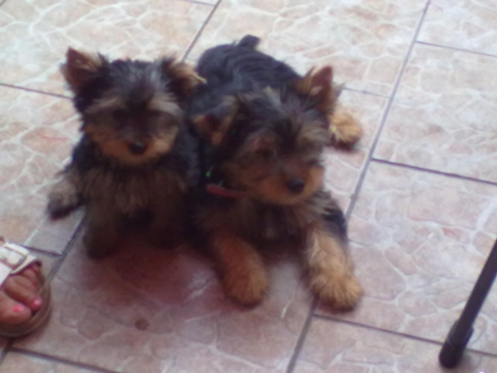 Reinrassige Yorkshire Terrier Welpen Yorkshire