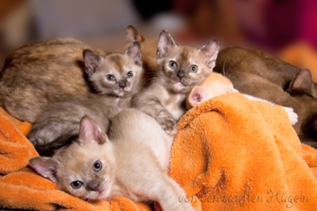 Tieranzeigen Burmakatze Kleinanzeigen