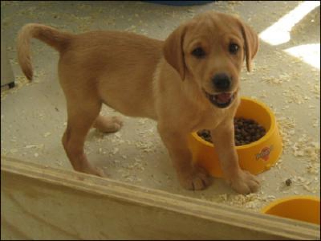 Altere Labrador Hundin Labrador Und Labradorwelpen Kaufen Ebay Kleinanzeigen