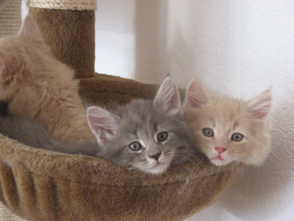 Maine Coon Kitten In Blue Und Creme Ab Ende Oktober