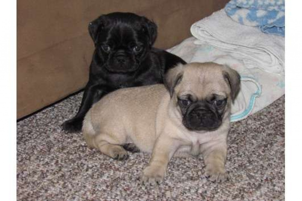 Reinrassige Mops Babys, Freiatmend Mops