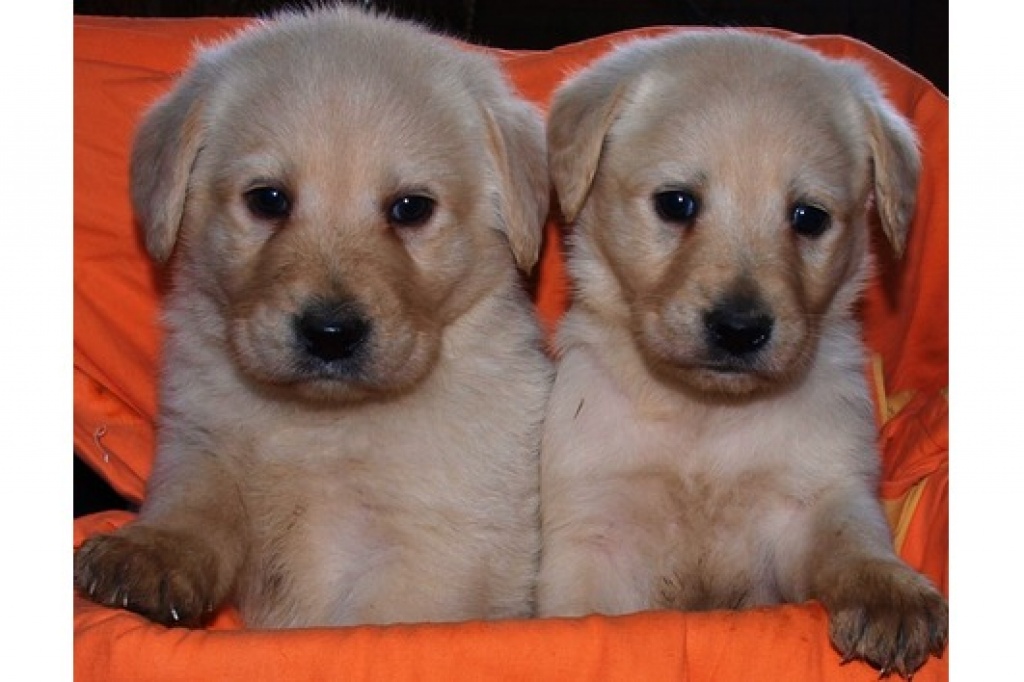 Tieranzeigen Labradoodle Kleinanzeigen