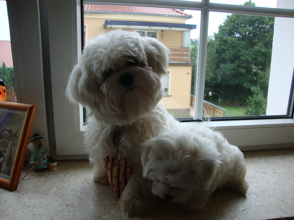 Hunde Rassehunde Malteser Tieranzeigen Seite 7