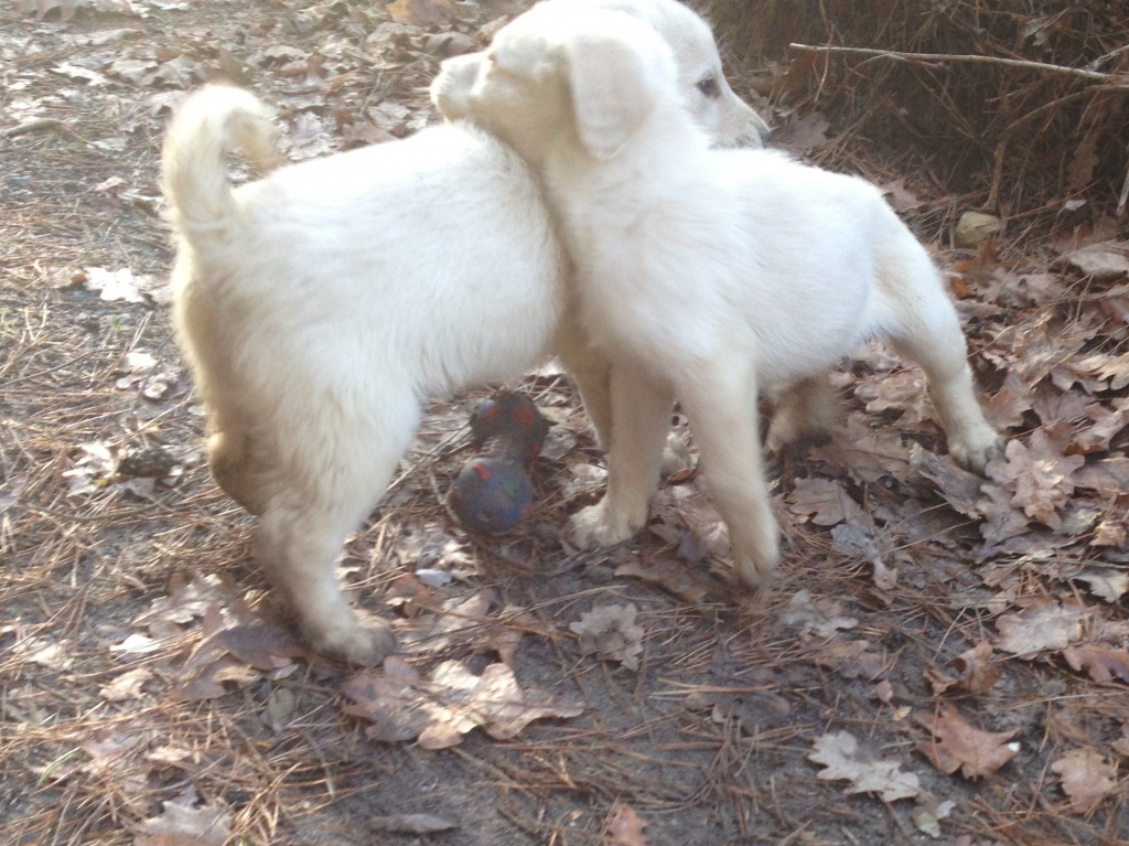 Tieranzeigen Labradoodle Kleinanzeigen