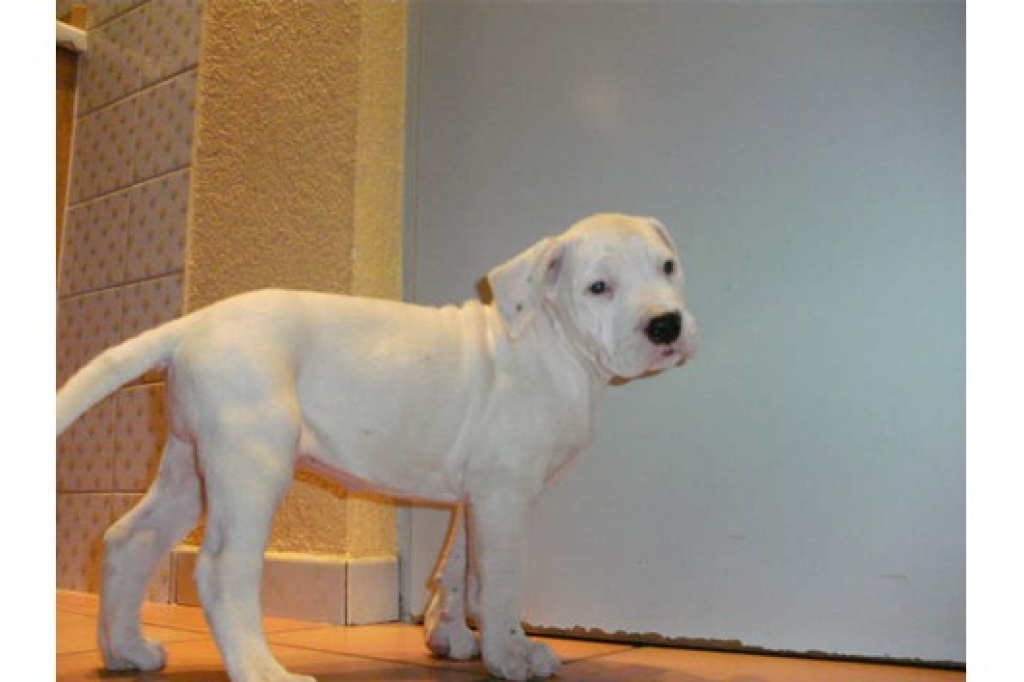 Dogo Argentino Puppy Plush Blanket Pixers We Live To Change