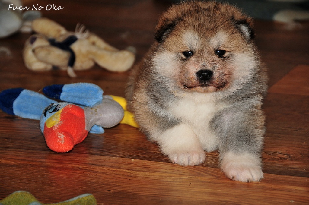 AKITA INU Japan akita WELPEN Spitz