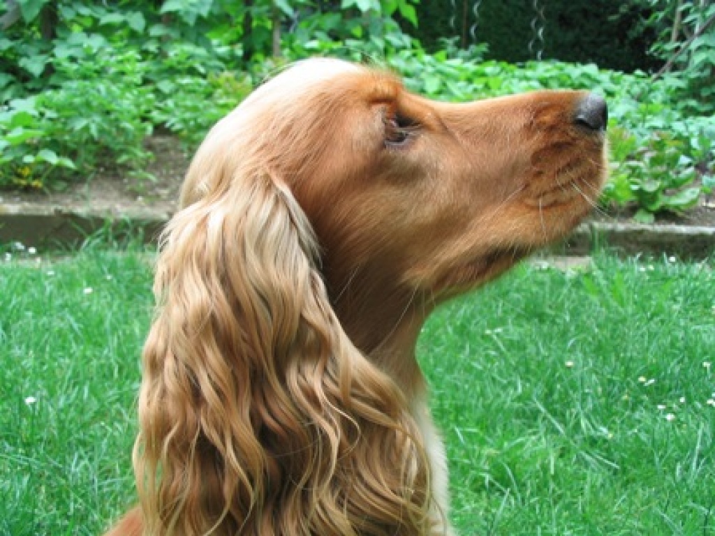 Hunde - Rassehunde - Spaniel Tieranzeigen Seite 1