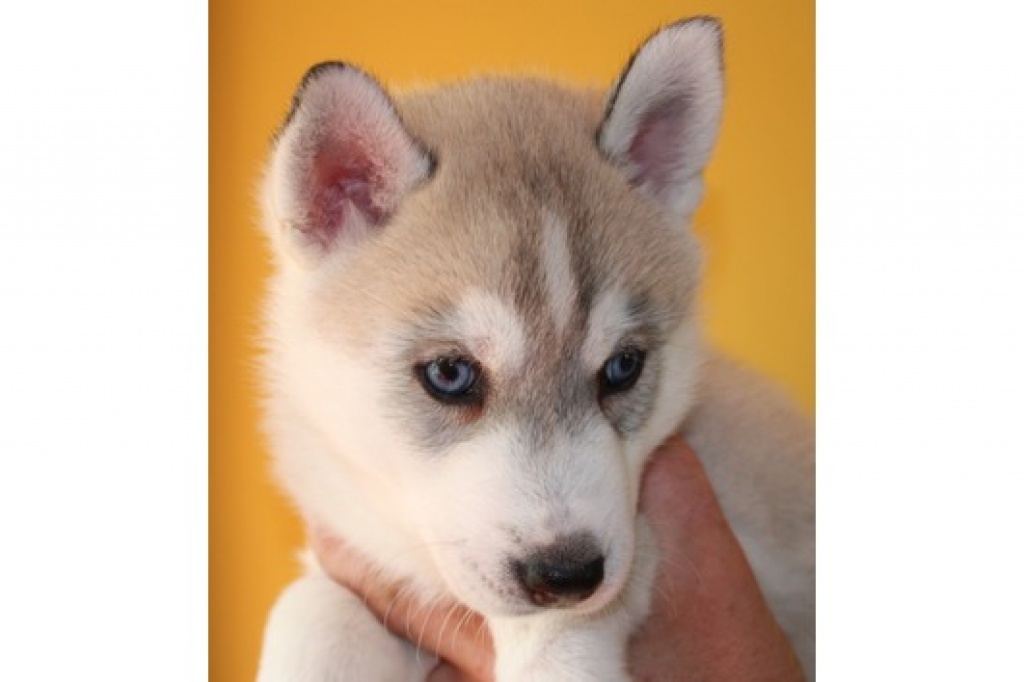 2 Susse Siberian Husky Welpen Der Suche Nach Einem Anderen Zuhause Husky