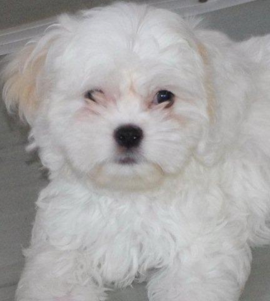 Creme Weisse Shih Tzu Mix Welpen Durfen Ausziehen Mischlinge