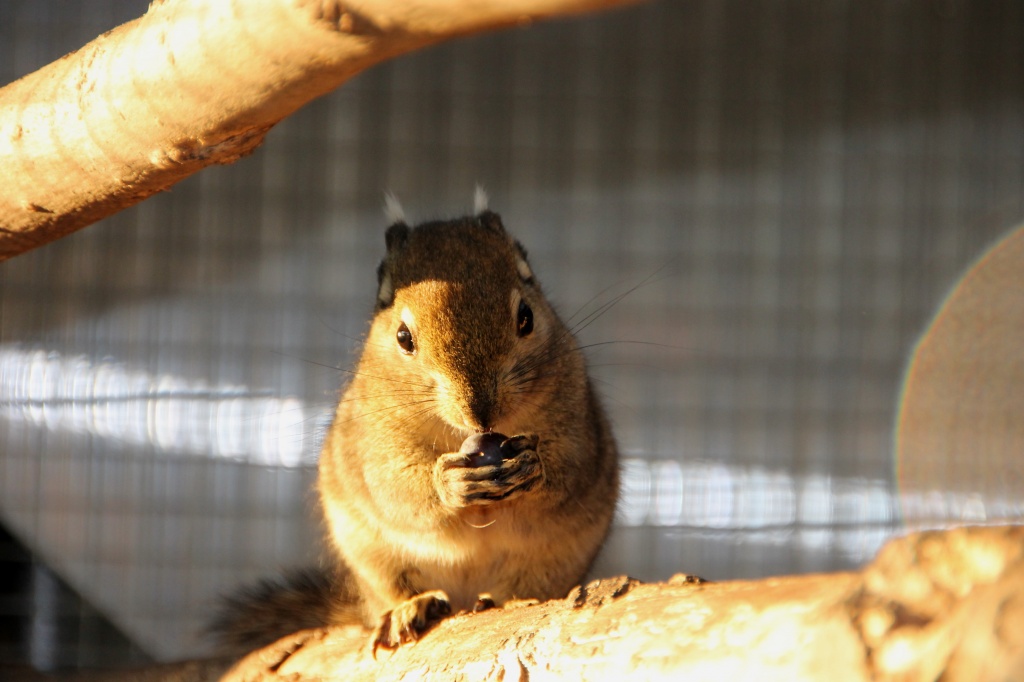 Tieranzeigen Baumstreifenhörnchen Kleinanzeigen