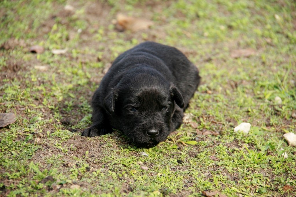 Hunde - Rassehunde - Neufundländer Tieranzeigen