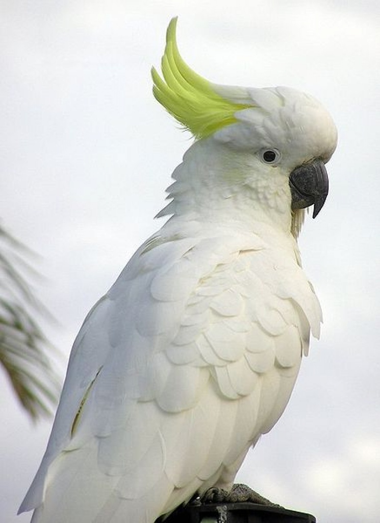 Vögel - Papageien - Sonstige Tieranzeigen