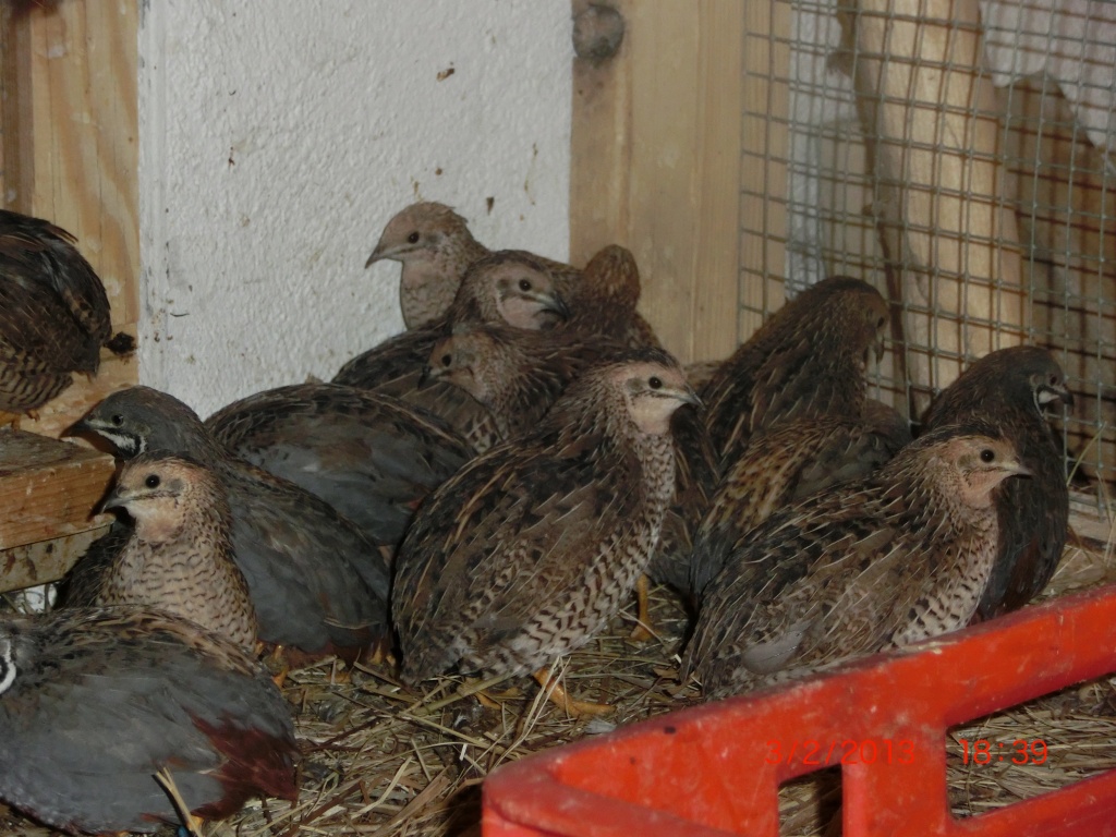 Tieranzeigen Zwergwachtel Kleinanzeigen