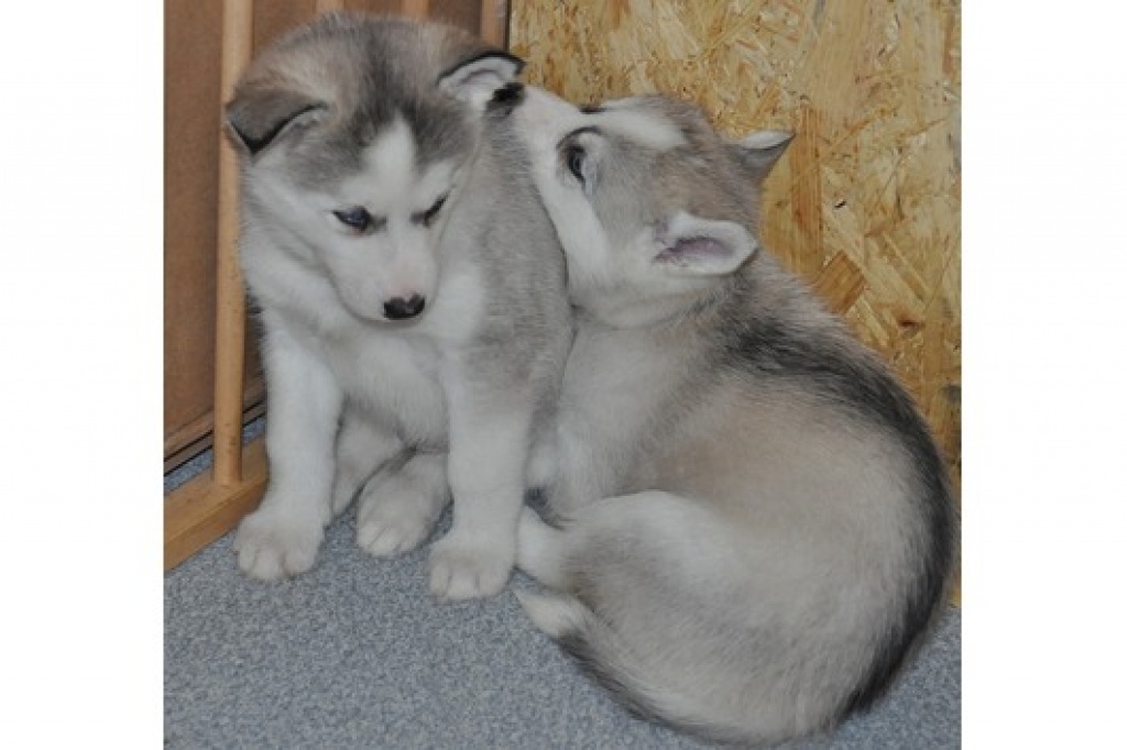 Schöne Siberian Husky Welpen - Husky