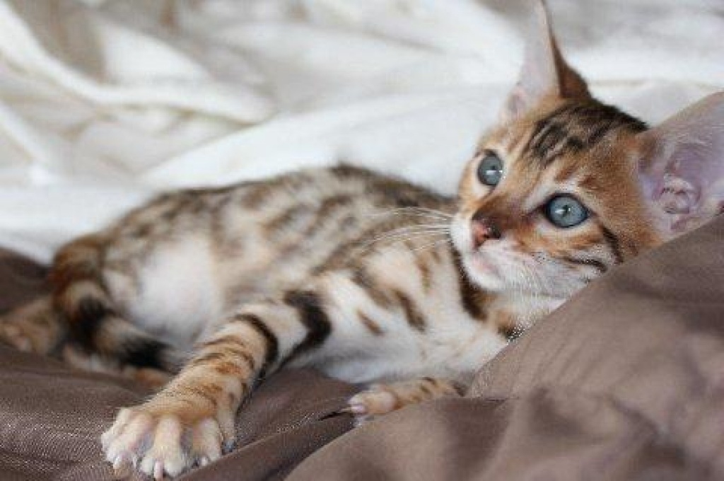 Katzen - Rassekatzen - Bengal Cat Tieranzeigen Seite 9