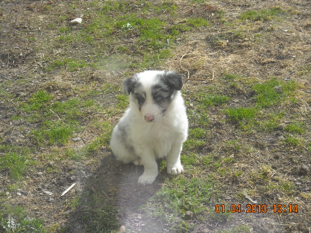 Hunde Rassehunde Border Collie Tieranzeigen Seite 1