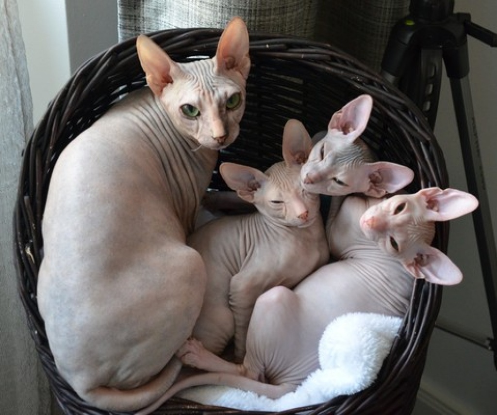 Katzen Rassekatzen Sphynx Tieranzeigen Seite 1