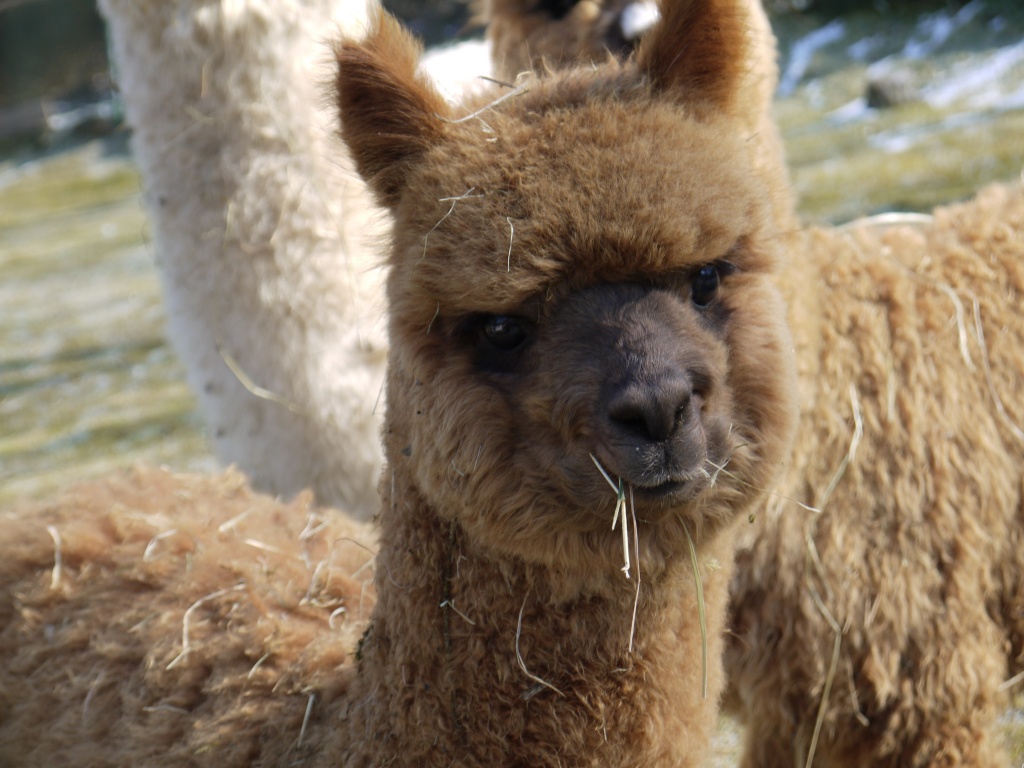 Tieranzeigen Dunkelbraunen Kleinanzeigen