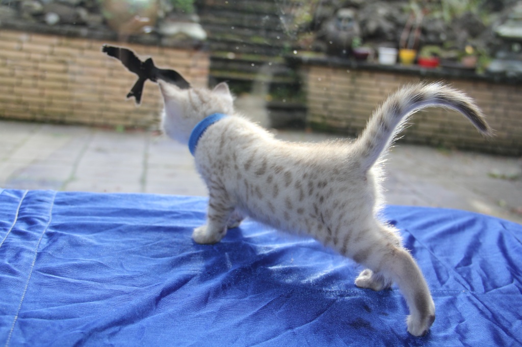 Tieranzeigen Bengalkatzen Kleinanzeigen