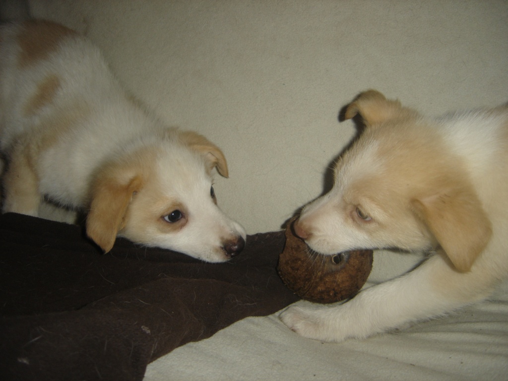 Ebay Kleinanzeigen Kleine Hunde Mischlinge Zu Verschenken Tadaa