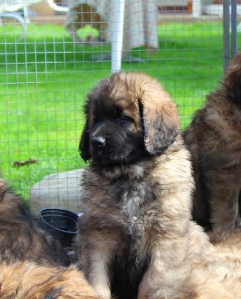 Hunde Rassehunde Leonberger Tieranzeigen