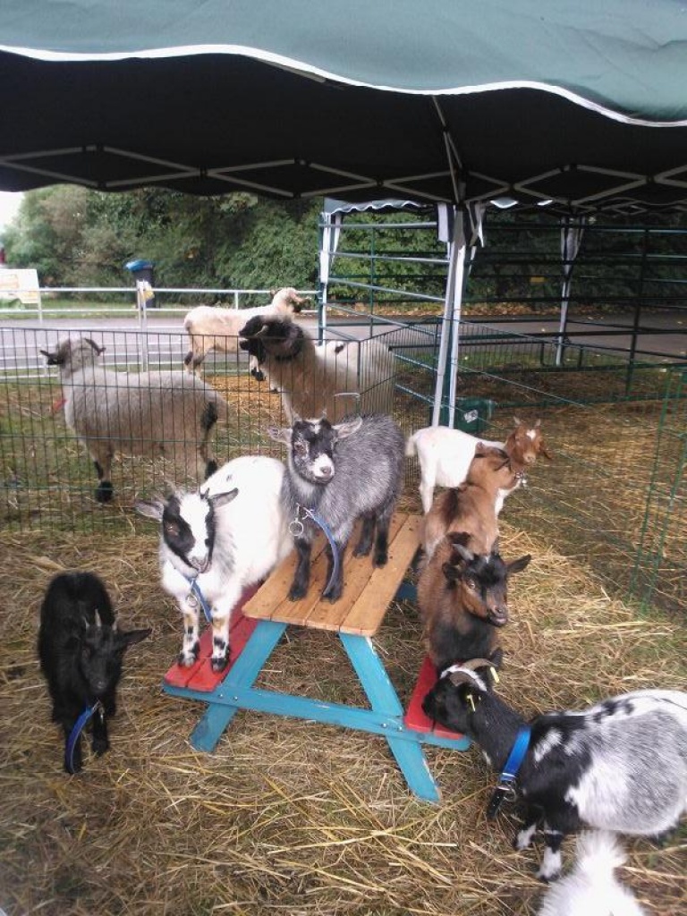 Nutztiere Ziegen Tieranzeigen