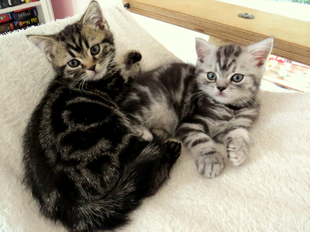 Tieranzeigen Katzenschnupfen Kleinanzeigen