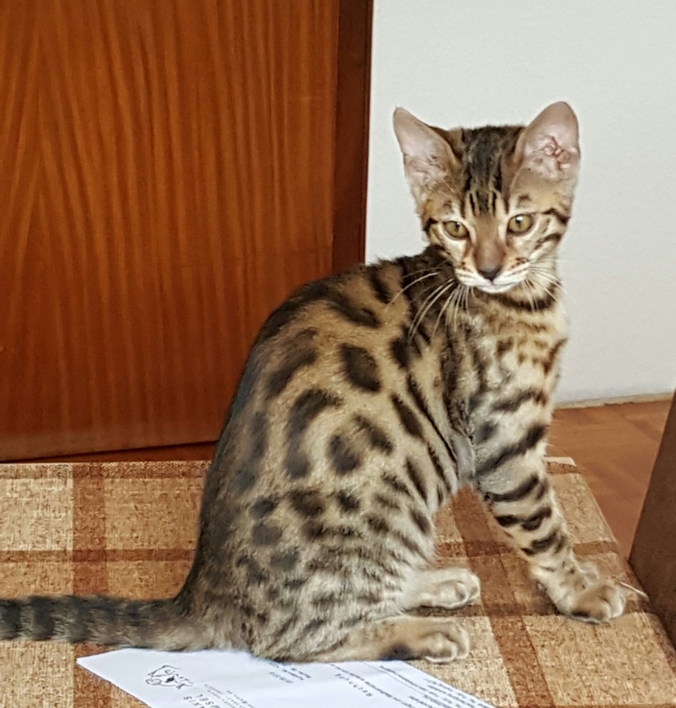 Tieranzeigen Bengalkatze Kleinanzeigen