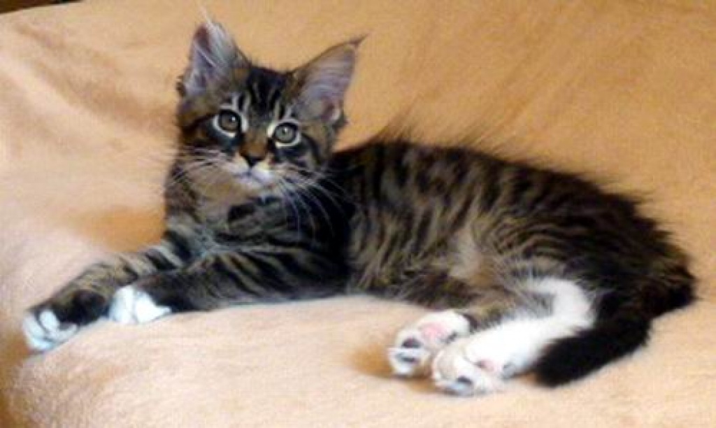 Kleine Maine Coon Lady Sucht Maine Coon