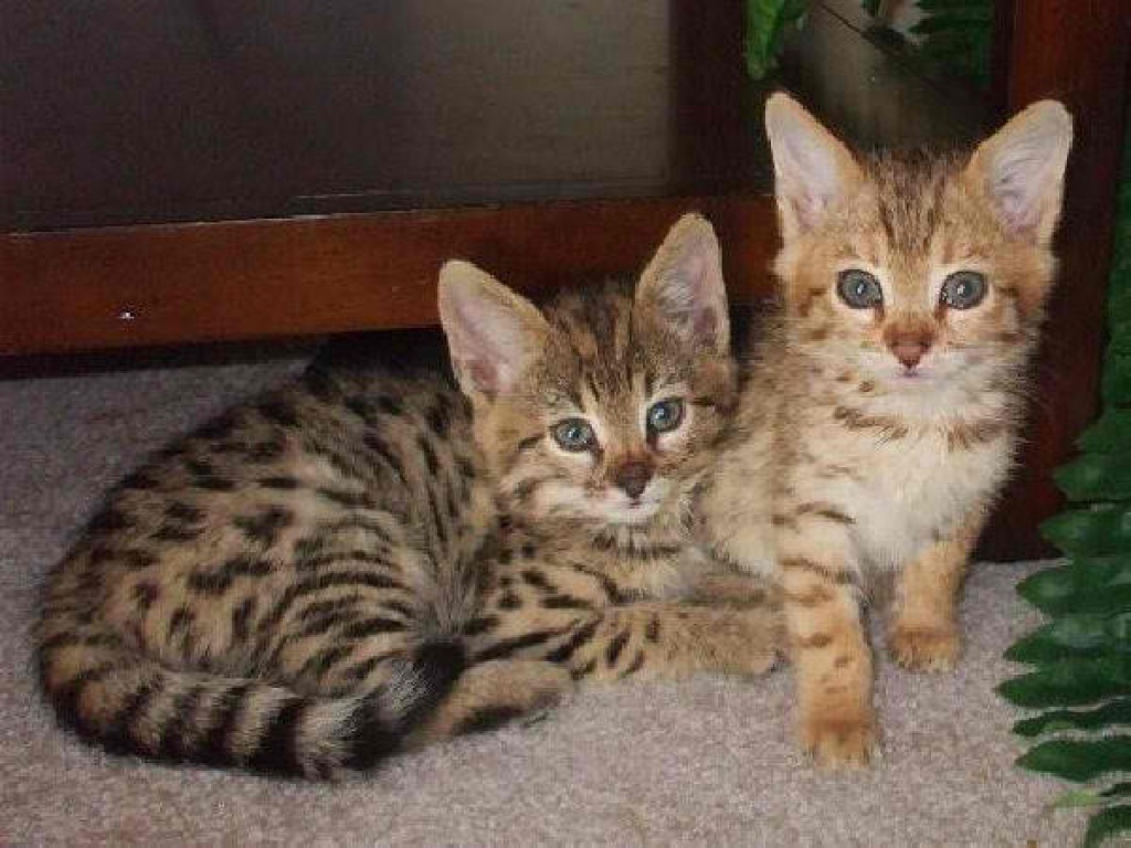 Katzen - Rassekatzen - Bengal Cat Tieranzeigen Seite 7