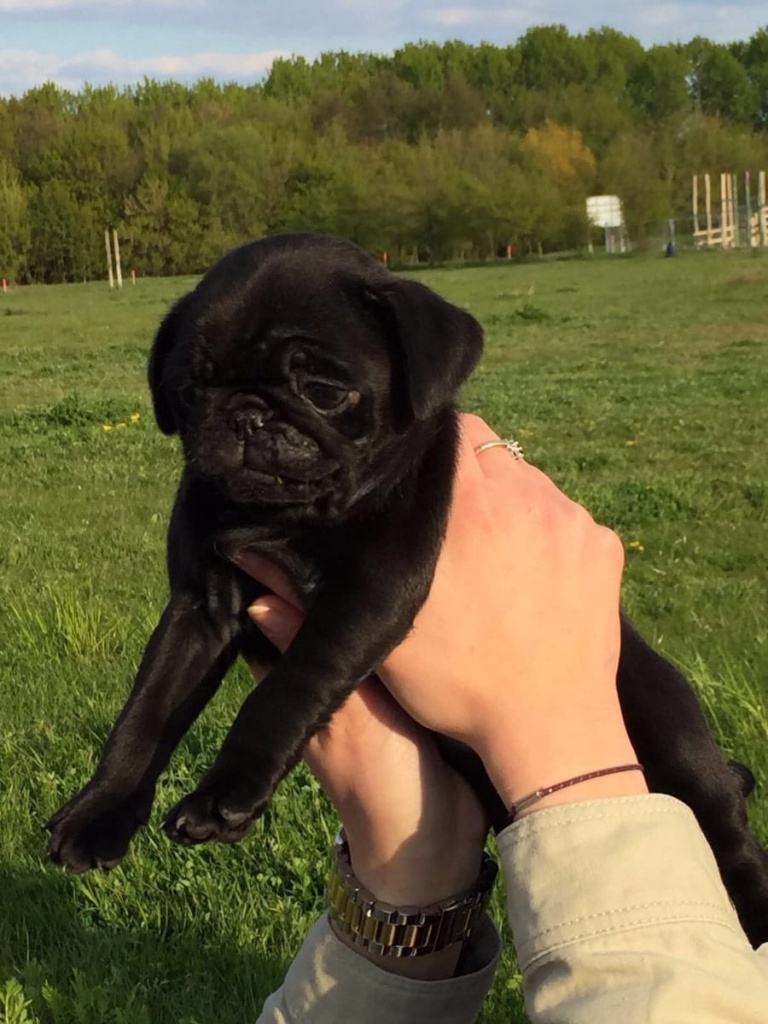 Mops Welpen Braunschweig SUINDACHO