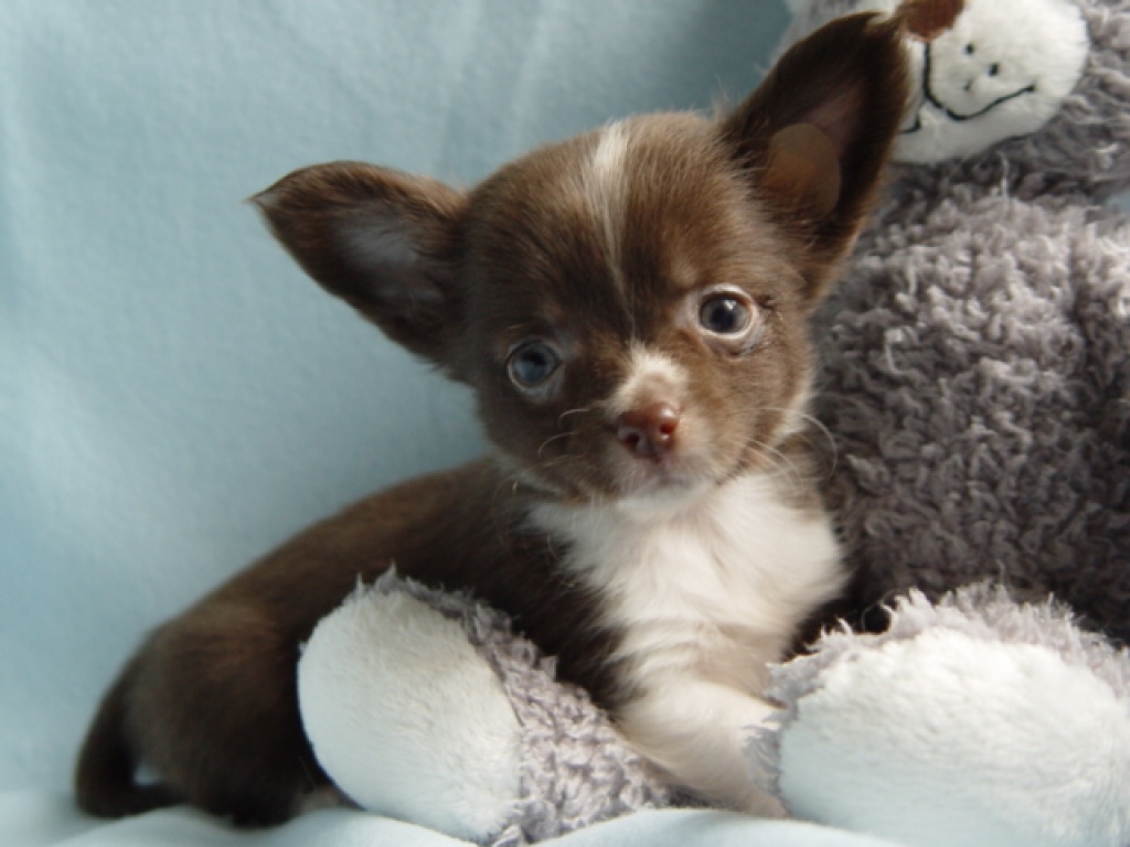 Wunderschöne reinrassige Chihuahua Babys suchen ihr zu Hause Chihuahua