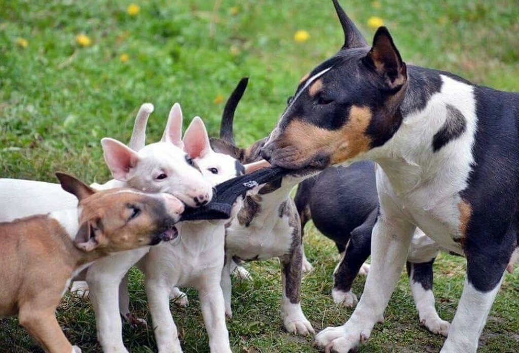 Hunde Rassehunde Bullterrier Tieranzeigen Seite 3