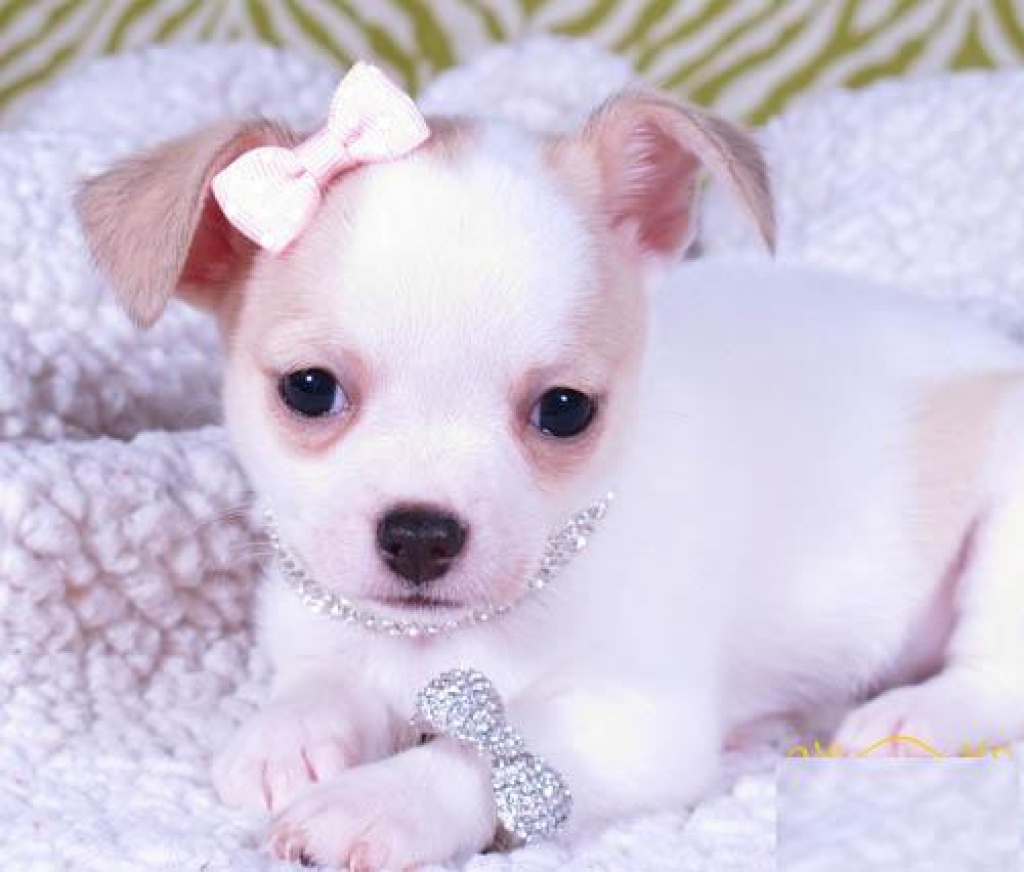 Hunde Rassehunde Chihuahua Tieranzeigen Seite 6
