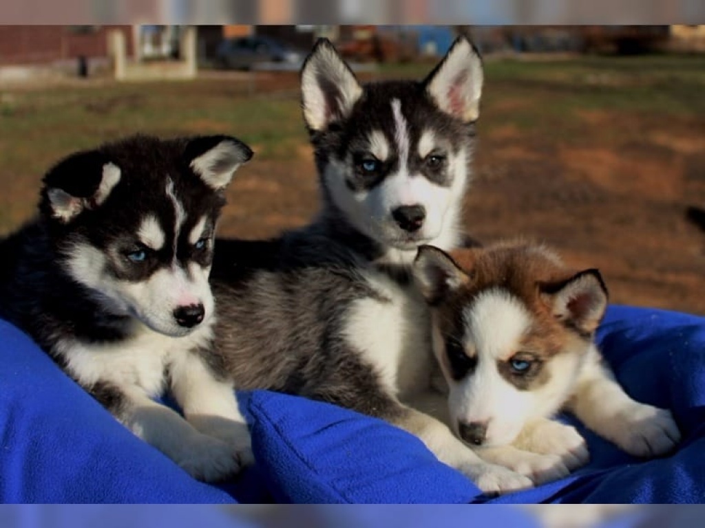 Reinrassige Siberian Husky Welpen Abzugeben - Husky