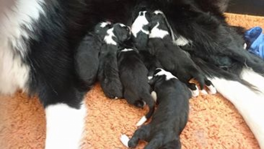 Hunde Rassehunde BorderCollie Tieranzeigen