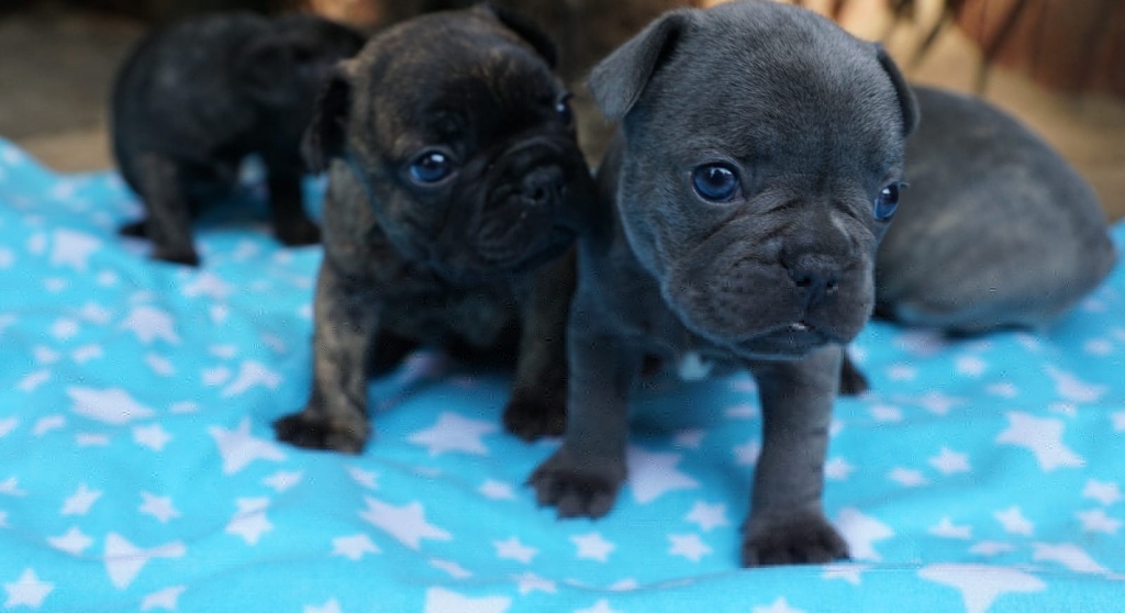 Stolze Franzosische Bulldogge Einfach Zum Knuddeln Franzosische Bulldogge Bulldogge Knuddeln