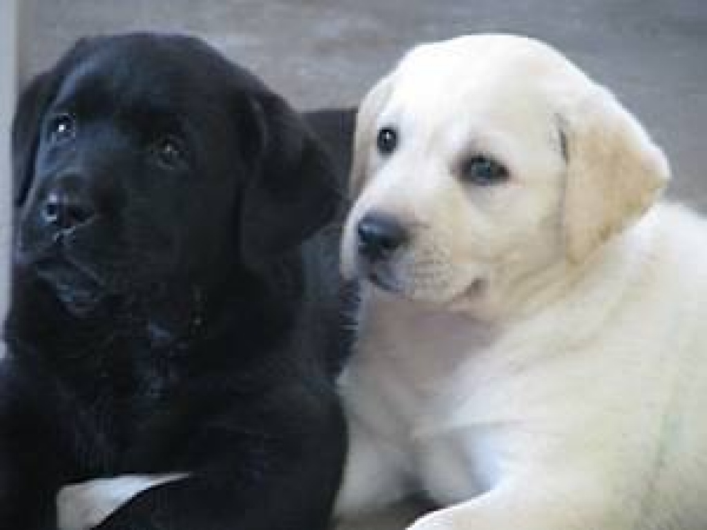 Labrador Welpen Braun Haustiere Kaufen Und Verkaufen Der Online Tiermarkt Ebay Kleinanzeigen