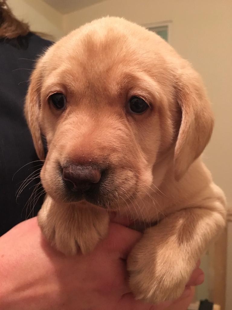 Labrador Welpen Zum Verkauf - Labrador