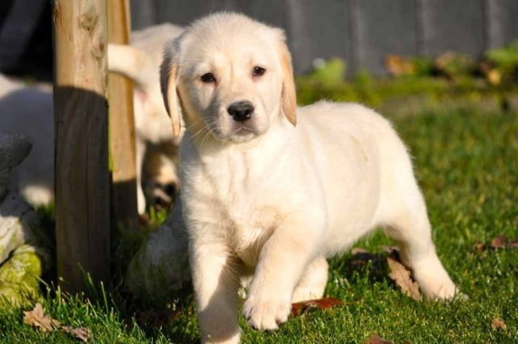 Labrador Und Labradorwelpen Kaufen In Niedersachsen Ebay Kleinanzeigen