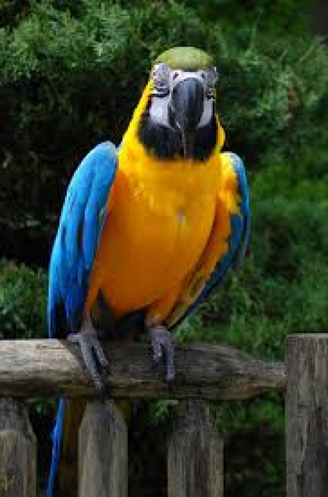 Vögel - Papageien - Aras Tieranzeigen 1