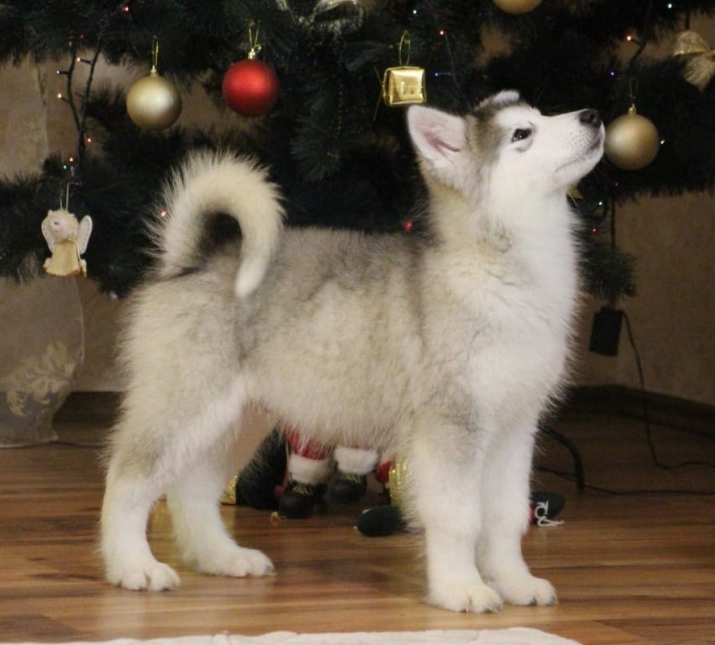 Reinrassige Alaskan Malamute Welpen Husky