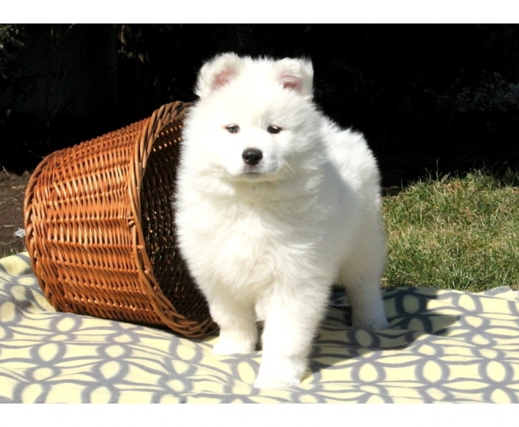 Süßer gesunder Samoyed Welpen - Samojeden